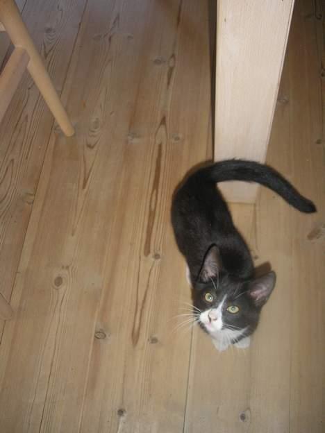 Huskat Fedtmule/Fede billede 18