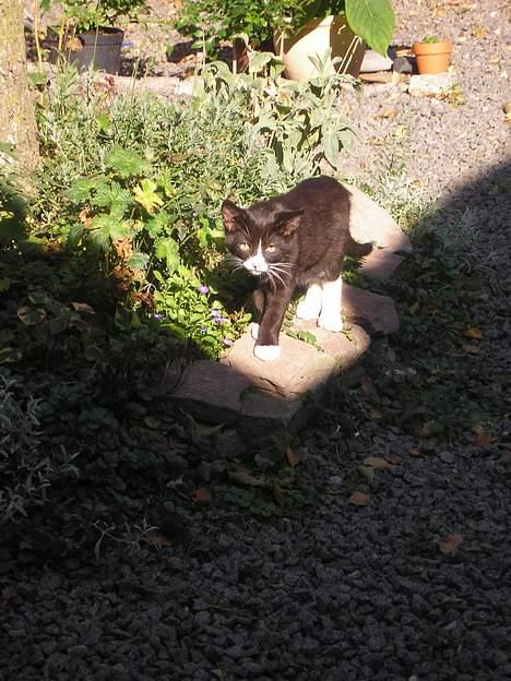 Huskat Fedtmule/Fede billede 19