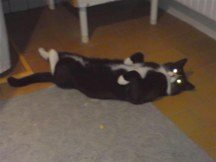 Huskat Fedtmule/Fede billede 20