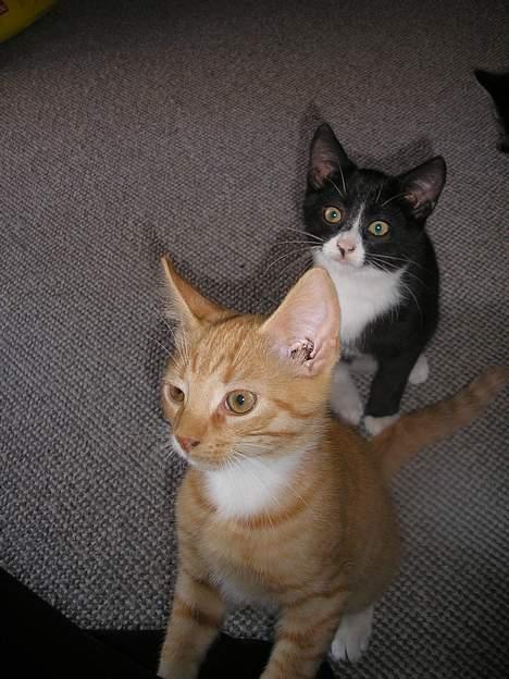 Huskat Hanibal ( Død ) billede 18