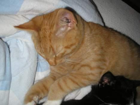 Huskat Hanibal ( Død ) billede 20