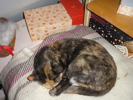 Huskat Possum ( Løbet Væk ) billede 15