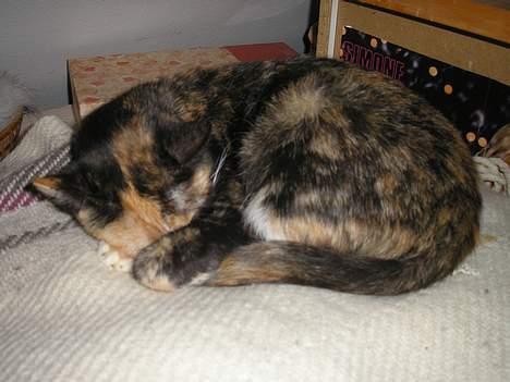 Huskat Possum ( Løbet Væk ) billede 16