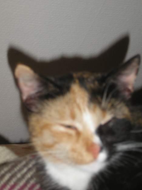 Huskat Possum ( Løbet Væk ) billede 17