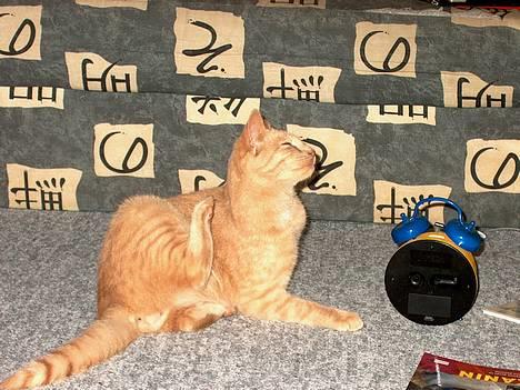 Huskat Tigger - Årh, det klør ! billede 6