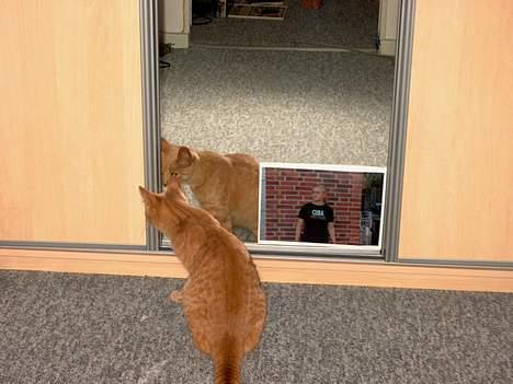 Huskat Tigger - Ja, hvad laver den kat inde i spejlet, Tigger? :o billede 7