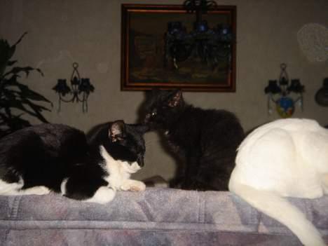 Huskat Jane alias Ferrari - Jane med Gerda. billede 1