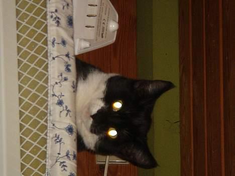 Huskat Jane alias Ferrari - Jane oppe på strygebrættet, som er oppe mellem to bjælker. billede 2