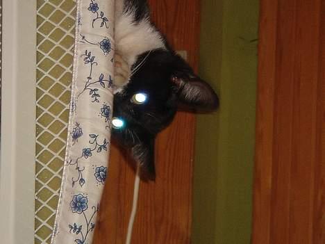 Huskat Jane alias Ferrari - Igen Jane... billede 3