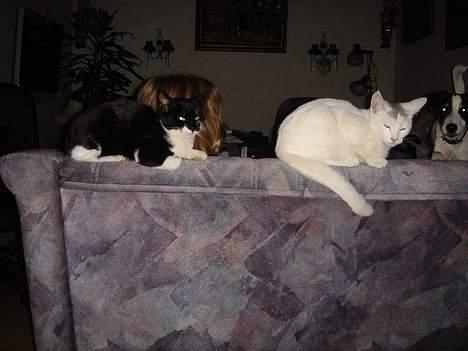 Huskat Jane alias Ferrari - Jane & Topper, hendes bror. Man kan lige se vores hund Luca! billede 4