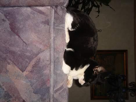 Huskat Jane alias Ferrari - Jane<3 billede 5