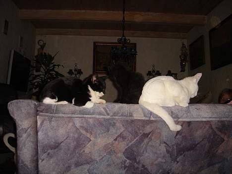 Huskat Jane alias Ferrari billede 6