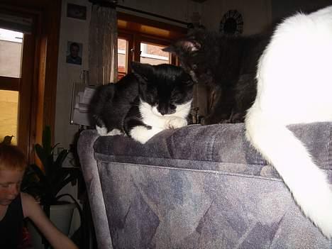 Huskat Jane alias Ferrari billede 7