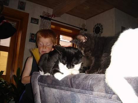 Huskat Jane alias Ferrari - I må undskylde min lillebror, han vidste ikke lige jeg tog billed.. :/ billede 8