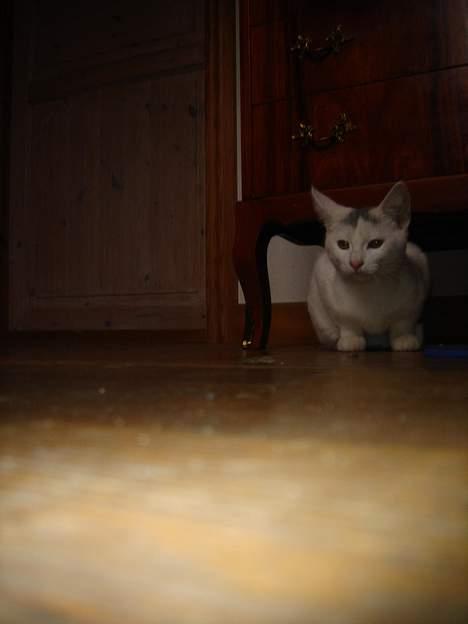 Huskat Topper *Forsvundet* - Dette er Topper. billede 1