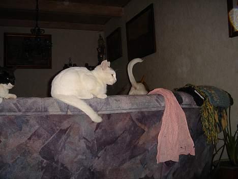 Huskat Topper *Forsvundet* - Man kan se Lucas r,v... billede 2