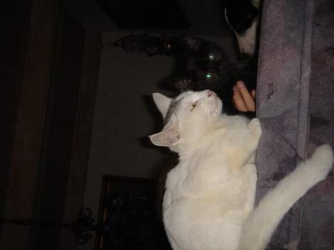 Huskat Topper *Forsvundet* billede 3