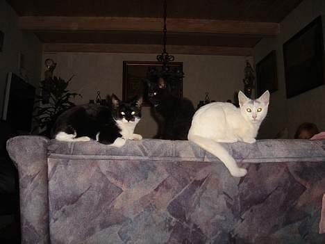 Huskat Topper *Forsvundet* - Topper og Jane hans søster. billede 4