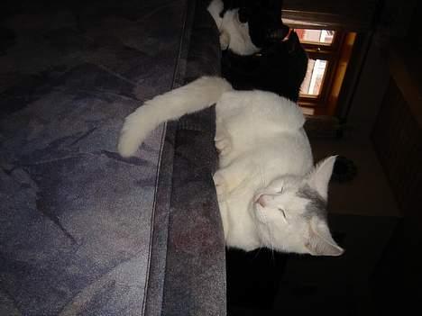 Huskat Topper *Forsvundet* billede 5