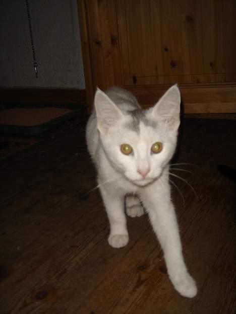 Huskat Topper *Forsvundet* - Hallo. billede 6