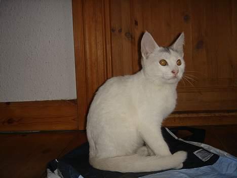 Huskat Topper *Forsvundet* - Han er da flot?? billede 7