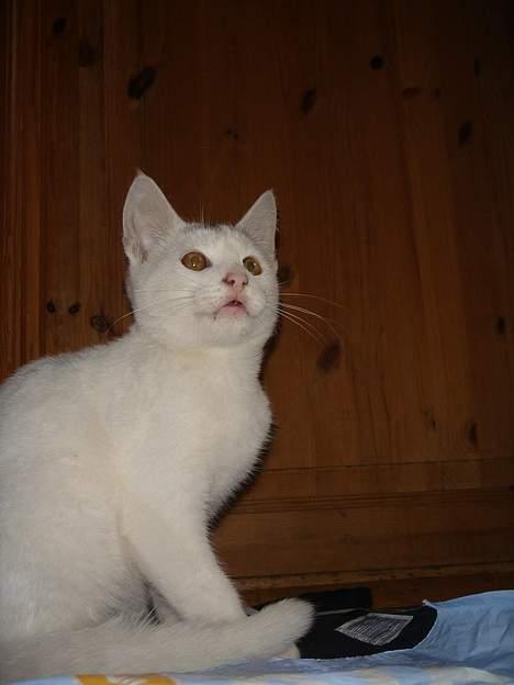 Huskat Topper *Forsvundet* - Er det en fisk du holder? billede 8