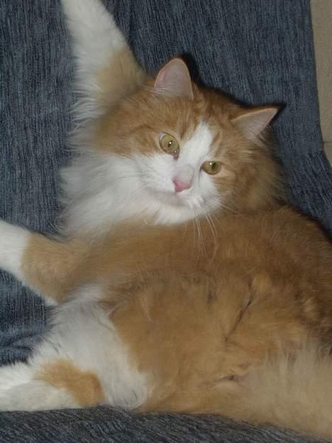 Blanding af racer Fessor - Hej med jer ;-) billede 1