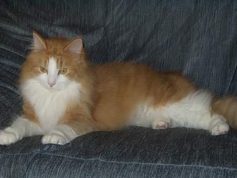 Blanding af racer Fessor billede 2