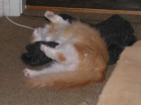 Blanding af racer Fessor - Jeg er helt vild med at putte billede 3