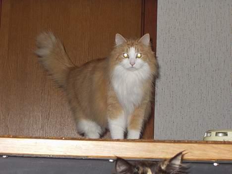 Blanding af racer Fessor billede 4