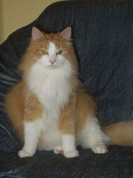 Blanding af racer Fessor billede 5