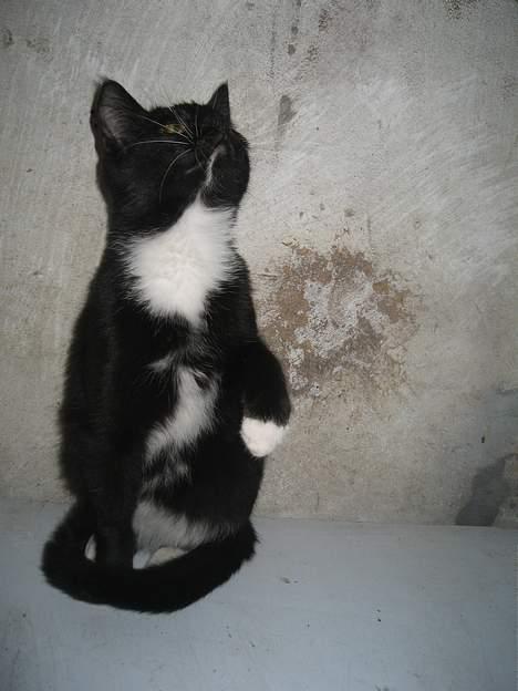 Blanding af racer Hannibal <3 billede 1