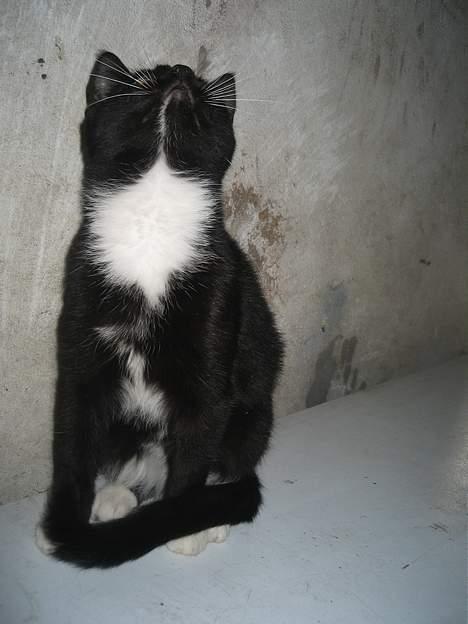 Blanding af racer Hannibal <3 billede 2