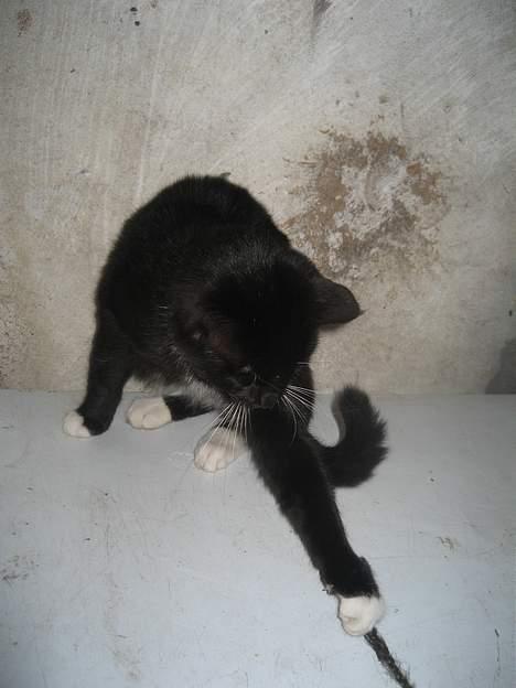 Blanding af racer Hannibal <3 billede 3