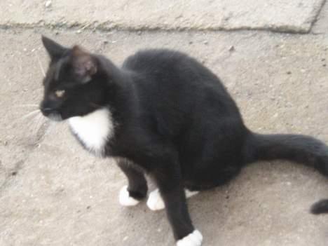 Blanding af racer Hannibal <3 billede 4