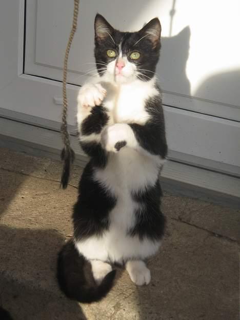 Blanding af racer Chokki <3 billede 1