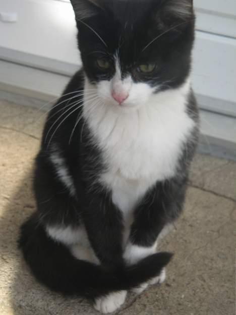 Blanding af racer Chokki <3 billede 2