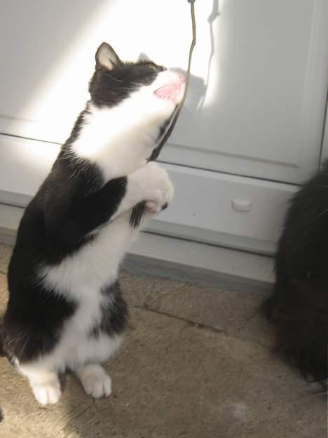 Blanding af racer Chokki <3 billede 3