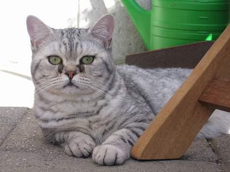 British Shorthair Bent (:  billede 11