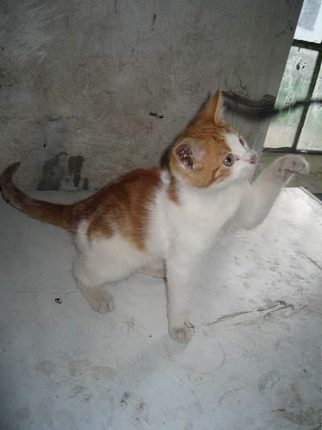 Blanding af racer Bibbob <3 *Død* billede 1