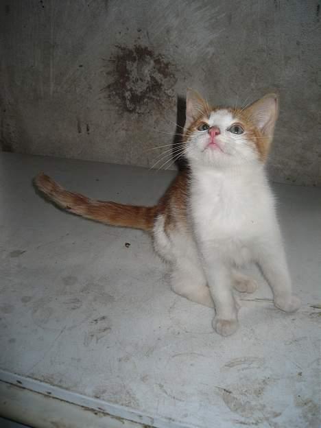 Blanding af racer Bibbob <3 *Død* billede 2