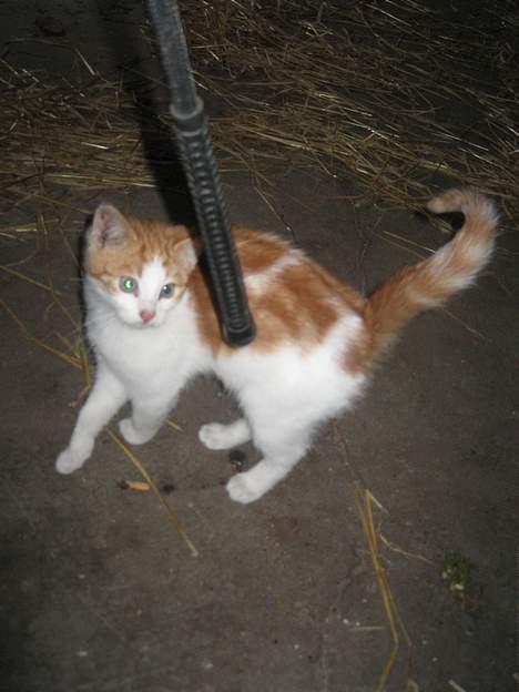 Blanding af racer Bibbob <3 *Død* billede 4