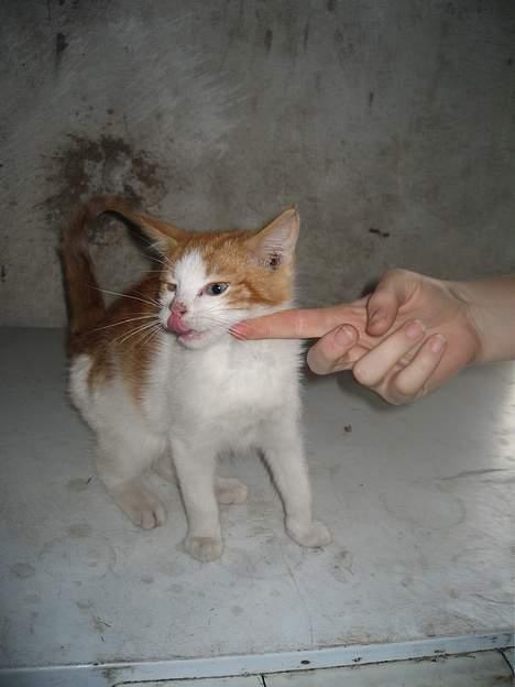 Blanding af racer Bibbob <3 *Død* billede 5