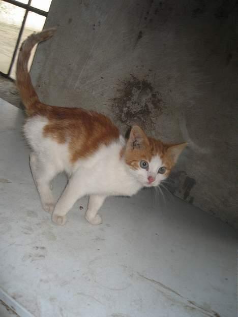 Blanding af racer Bibbob <3 *Død* billede 6