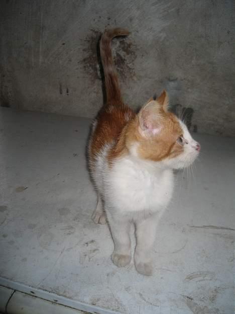 Blanding af racer Bibbob <3 *Død* billede 7