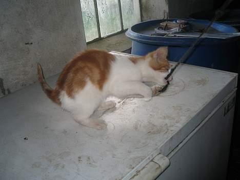 Blanding af racer Bibbob <3 *Død* billede 8