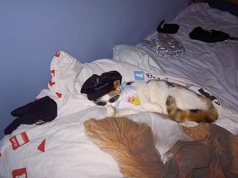 Blanding af racer Pjuske - ´hej hedder pjuske billede 1