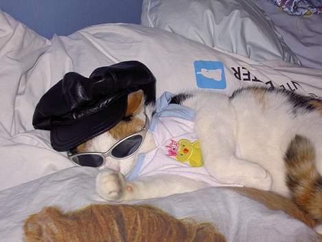 Blanding af racer Pjuske - pulle ligger og sover med tøj... billede 2