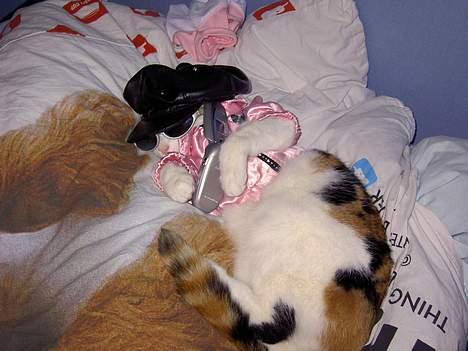 Blanding af racer Pjuske - ringer lige efter noget mad billede 3