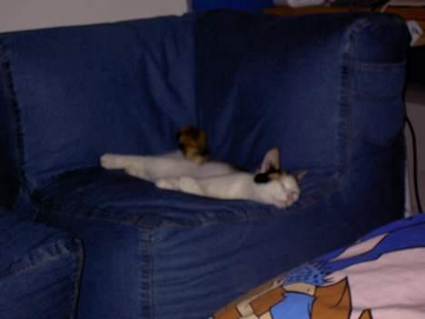 Blanding af racer Pjuske - elsker at sove over ved naboen billede 4